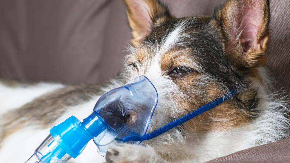 Почему собака часто дышит: причины и чем помочь